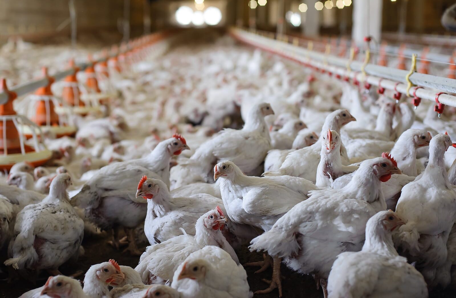 عوامل افزایش کیفیت گوشت مرغ طی فرآیند کشتار